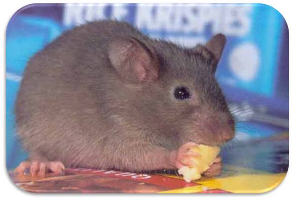 rat eating cheese