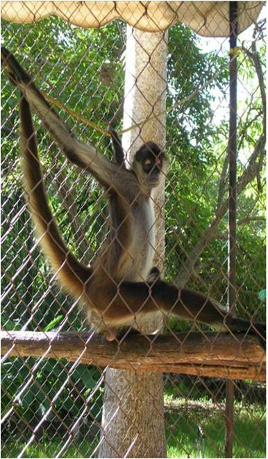 monkey in a cage