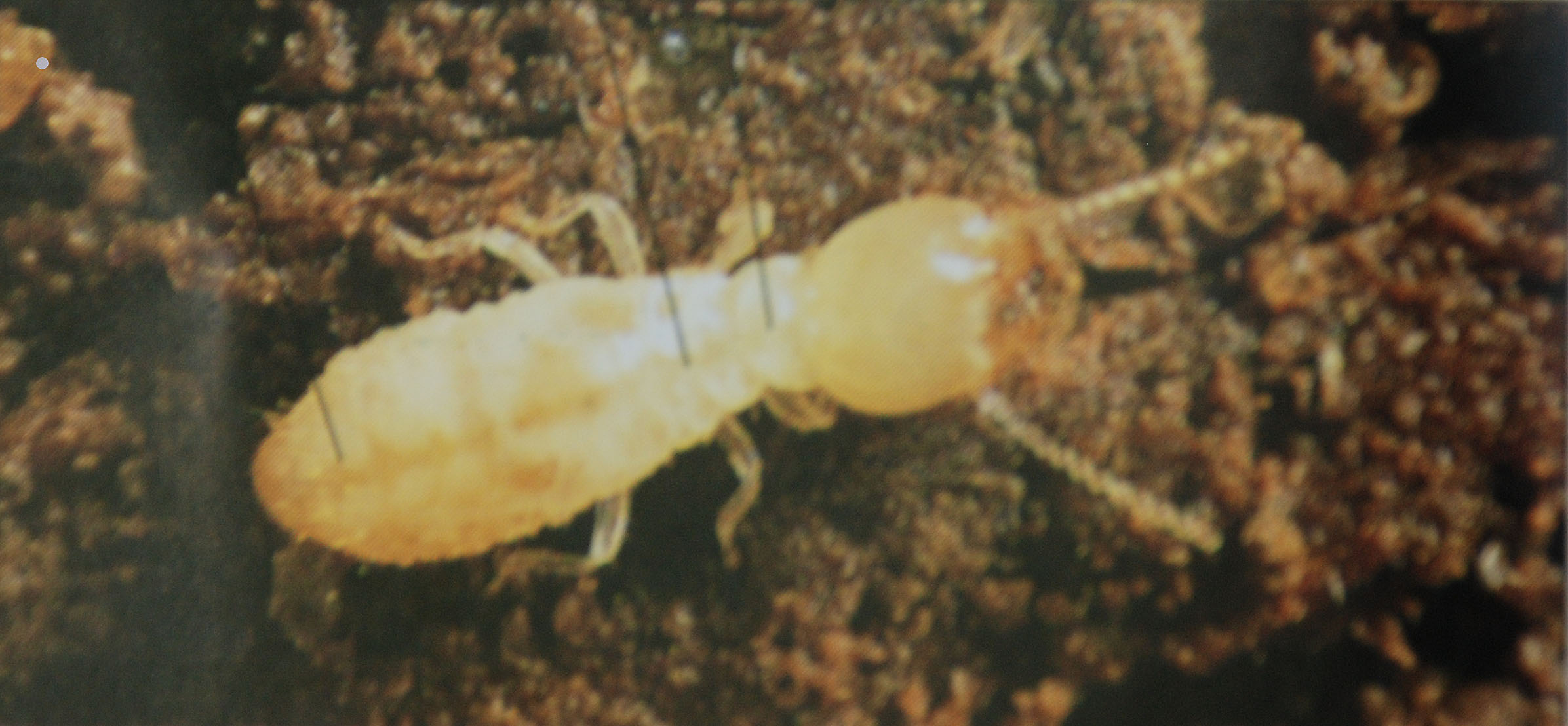 single termite